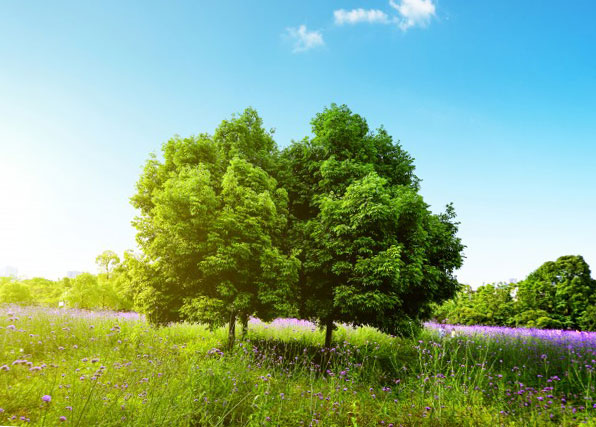 L’importance de l’entretien des arbres pour l’homme et la nature
